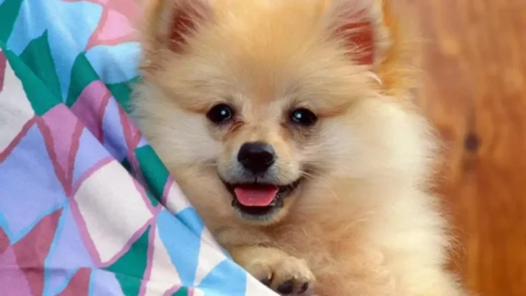 dog birthday captions