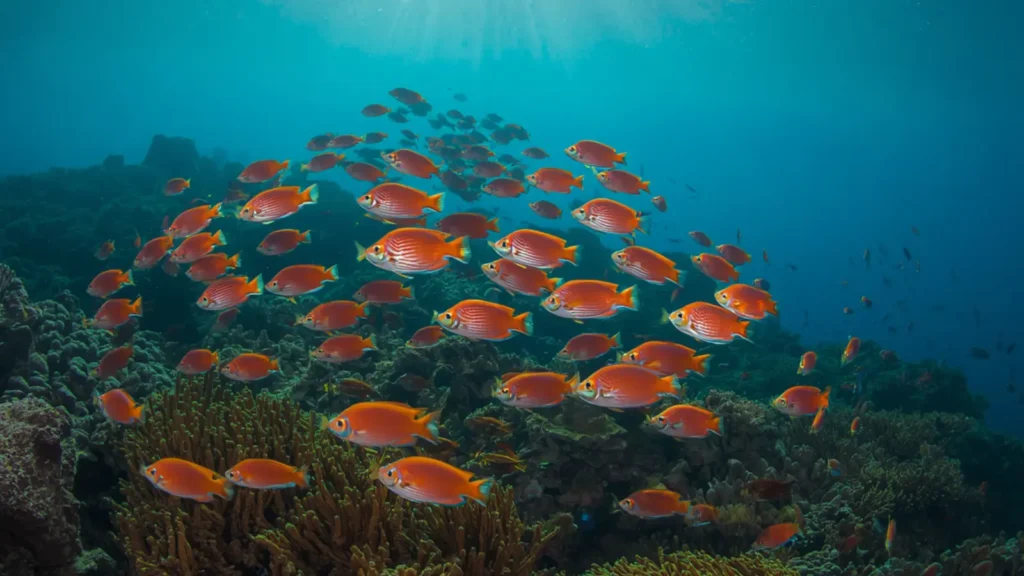 fish instagram captions
